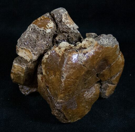 Hadrosaur Vertebra - Two Medicine Formation #13892